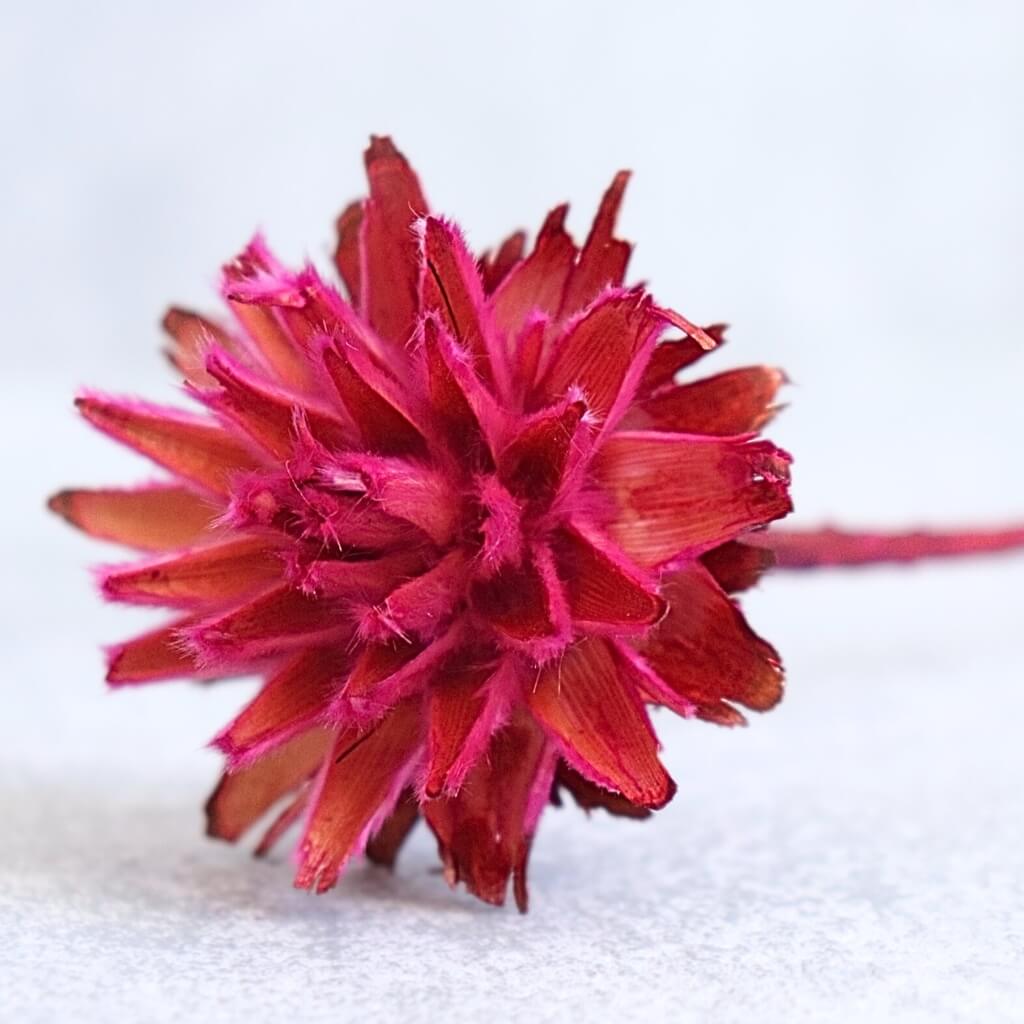 Sušené Plumosum – brombeer (ostružinová), přírodní dekorace pro aranžmá, věnce a kytice